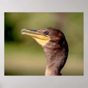 Portrait of a Cormorant Poster