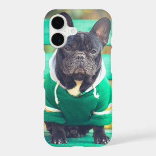 Portrait of a Cute French Bulldog