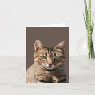 Portrait Of A Cute Tabby Cat With Eye Contact Card
