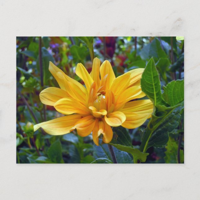 Portrait of a Dahlia Postcard (Front)