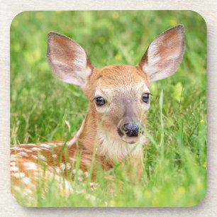 Portrait of a Fawn (white-tailed deer) Coaster
