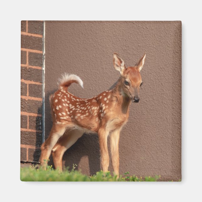 Portrait of a Fawn (white-tailed deer) Magnet (Front)