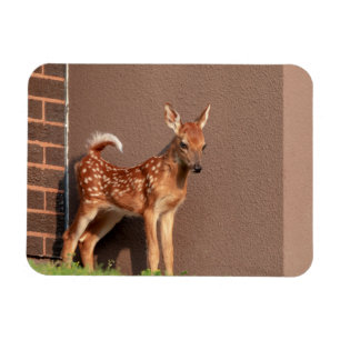 Portrait of a Fawn (white-tailed deer) Magnet