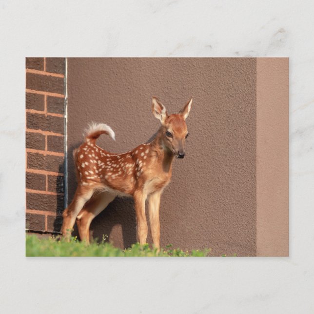 Portrait of a Fawn (white-tailed deer) Postcard (Front)