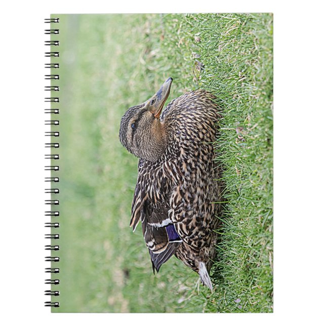 Portrait of a female mallard spiral notebook (Front)