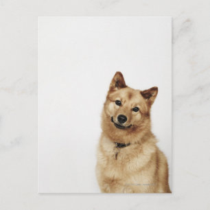 Portrait of a Finnish Spitz dog smiling Postcard