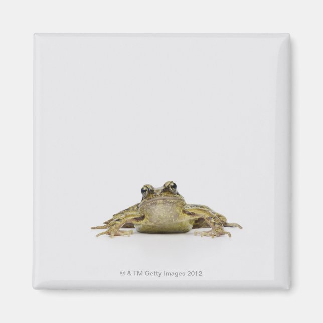 Portrait of a frog in a white studio magnet (Front)
