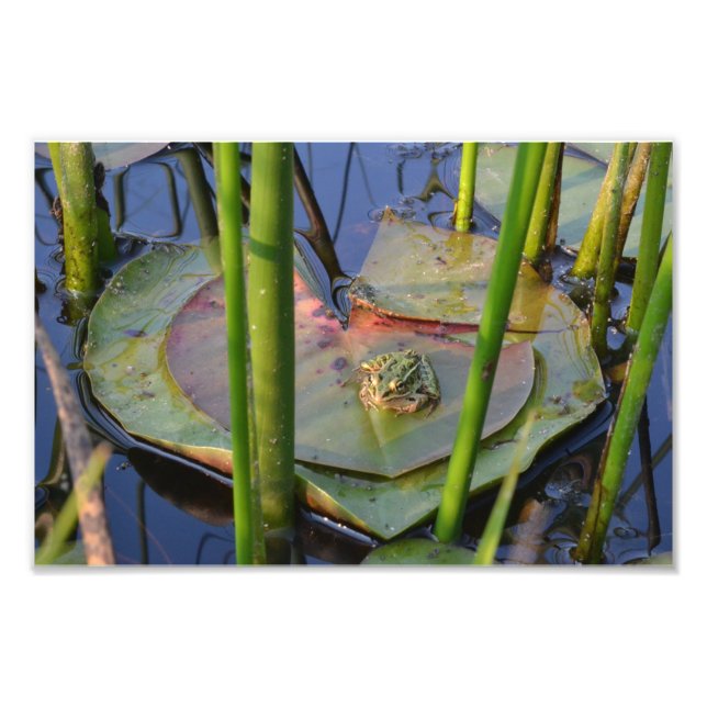 PORTRAIT OF A FROG PHOTO PRINT (Front)