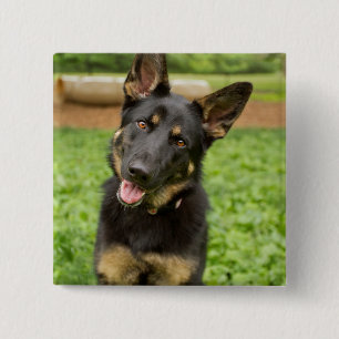 Portrait of a German Shepherd 15 Cm Square Badge