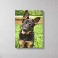 Portrait of a German Shepherd