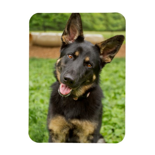 Portrait of a German Shepherd Magnet (Vertical)