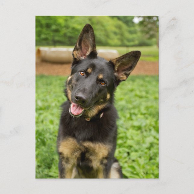 Portrait of a German Shepherd Postcard (Front)
