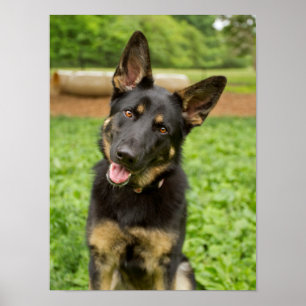 Portrait of a German Shepherd Poster