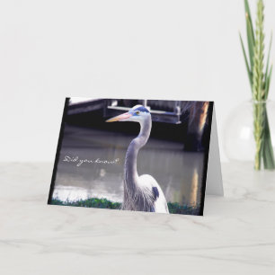 Portrait of a Great Blue Heron Card