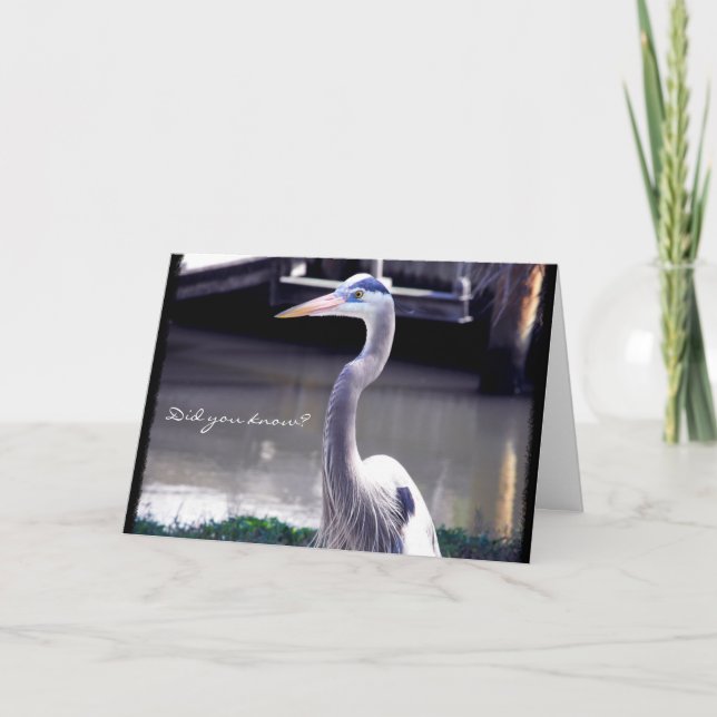 Portrait of a Great Blue Heron Card (Front)