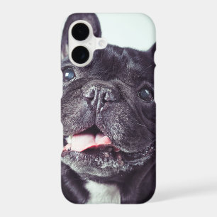 Portrait of a Happy French Bulldog