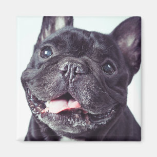 Portrait of a Happy French Bulldog Magnet