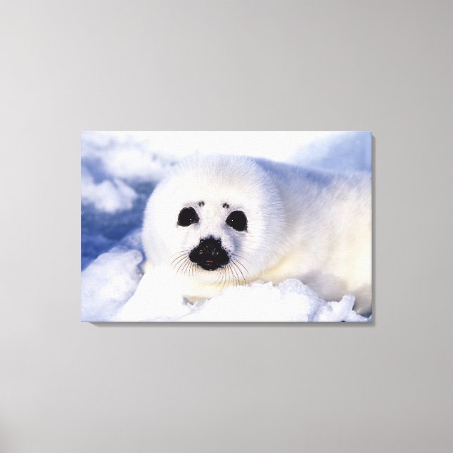 Portrait of a Harp Seal Pup Canvas Print (Front)