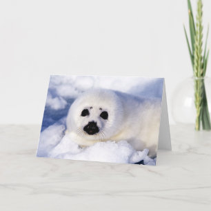 Portrait of a Harp Seal Pup Card