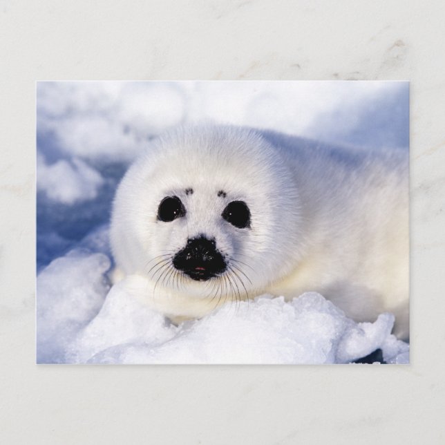 Portrait of a Harp Seal Pup Postcard (Front)