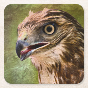 Portrait of a Hawk Square Paper Coaster