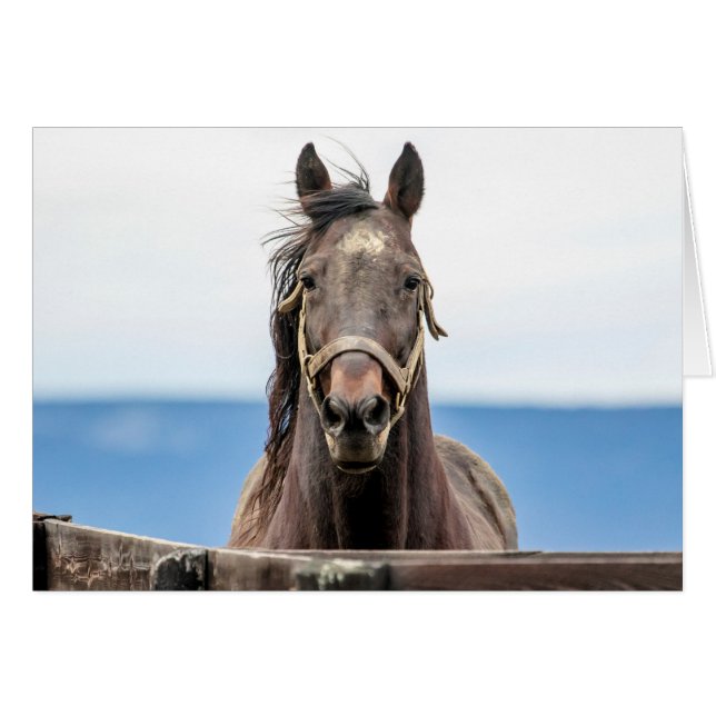 Portrait of a horse (Front Horizontal)