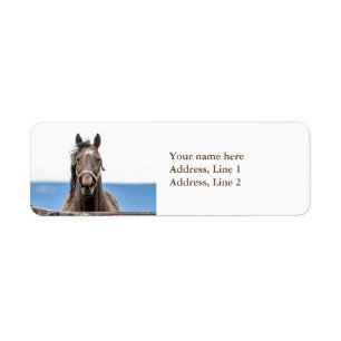 Portrait of a horse