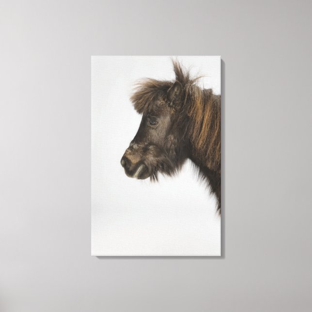 portrait of a horse canvas print (Front)