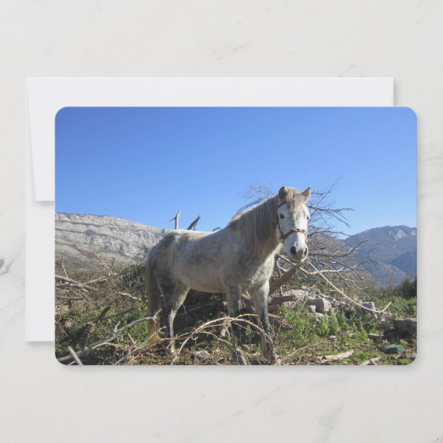 Portrait of a Horse Flat Holiday Card (Front)