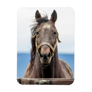 Portrait of a horse magnet