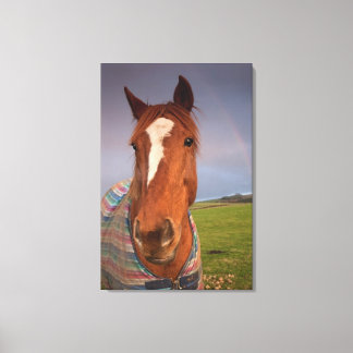 Portrait Of A Horse With A Rainbow In The Sky Canvas Print