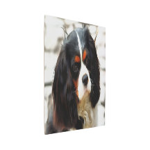 Portrait Of A King Charles Cavalier Spaniel