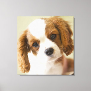 Portrait of a King Charles Spaniel puppy. Canvas Print