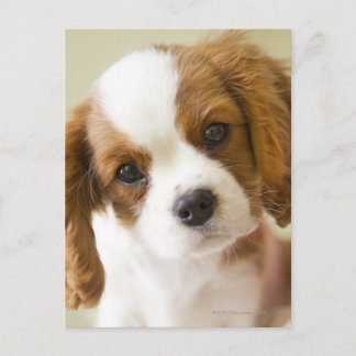 Portrait of a King Charles Spaniel puppy. Postcard