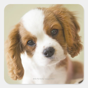 Portrait of a King Charles Spaniel puppy Square Sticker