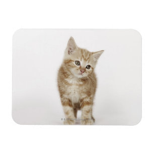 Portrait of a kitten magnet