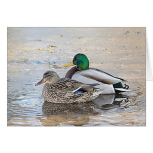 Portrait of a male and female mallard