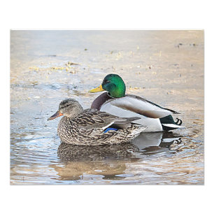 Portrait of a male and female mallard photo print