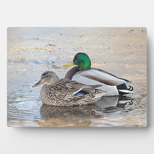 Portrait of a male and female mallard plaque