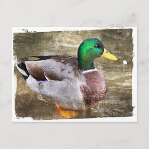 Portrait of a male mallard postcard