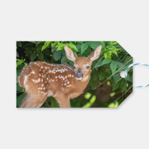 Portrait of a Newborn Fawn (white-tailed deer) Gift Tags