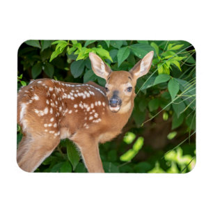 Portrait of a Newborn Fawn (white-tailed deer) Magnet