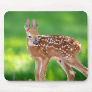 Portrait of a Newborn Fawn (white-tailed deer) Mouse Pad