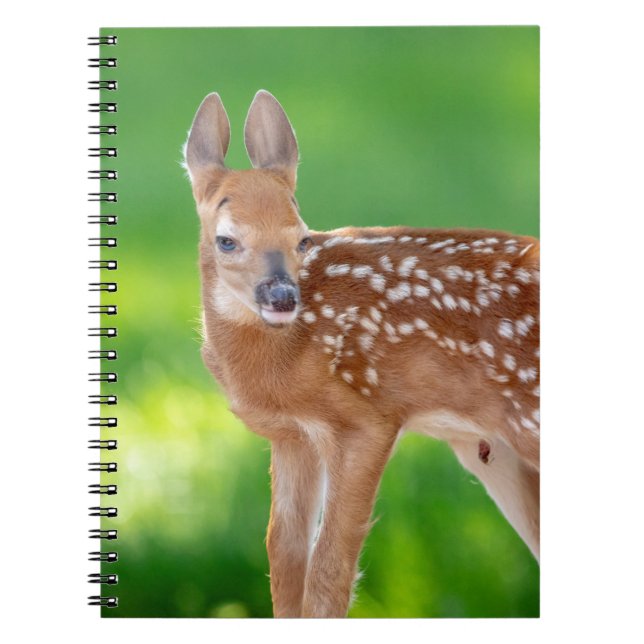 Portrait of a Newborn Fawn (white-tailed deer) Notebook (Front)