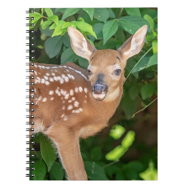 Portrait of a Newborn Fawn (white-tailed deer) Notebook (Front)