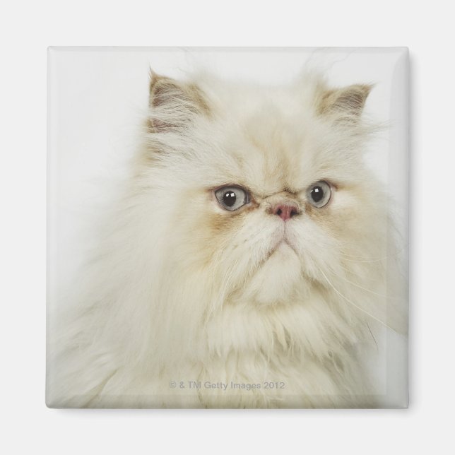Portrait of a Persian cat Magnet (Front)