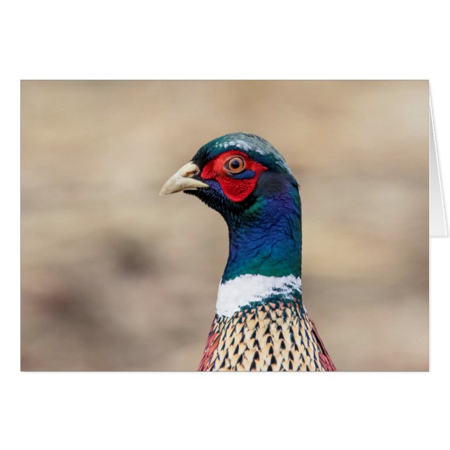 Portrait of a pheasant (Front Horizontal)