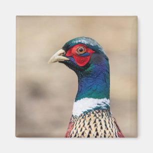 Portrait of a pheasant magnet
