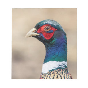 Portrait of a pheasant notepad