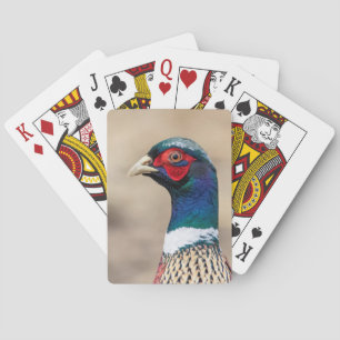 Portrait of a pheasant playing cards